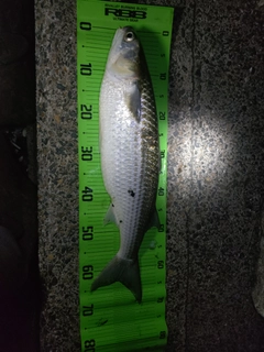 ボラの釣果
