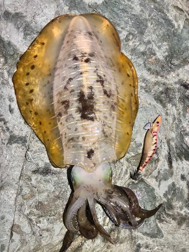 アオリイカの釣果