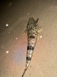 マゴチの釣果