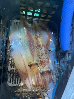 ケンサキイカの釣果
