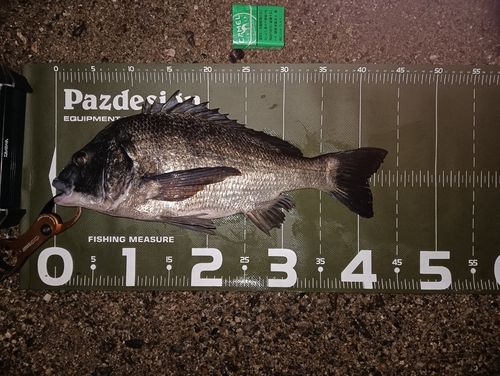 クロダイの釣果