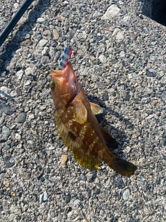 キジハタの釣果