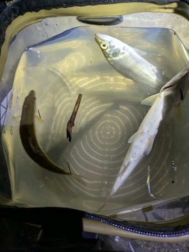 セイゴ（マルスズキ）の釣果