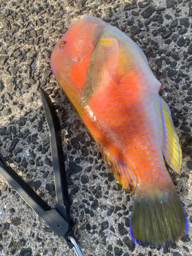 イラの釣果