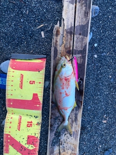 ショゴの釣果