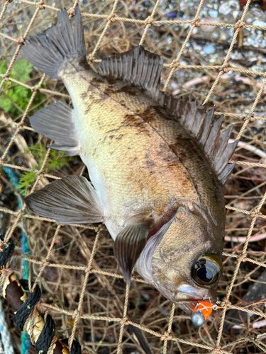 メバルの釣果