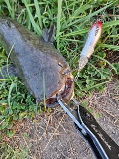 ニホンナマズの釣果