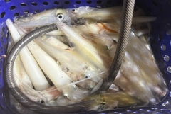 ケンサキイカの釣果