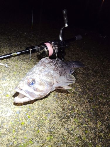 クロソイの釣果