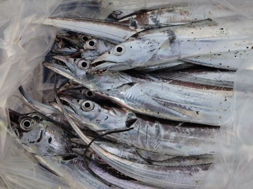 タチウオの釣果