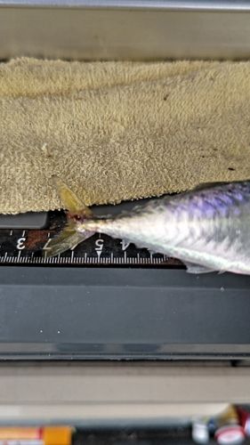 サバの釣果