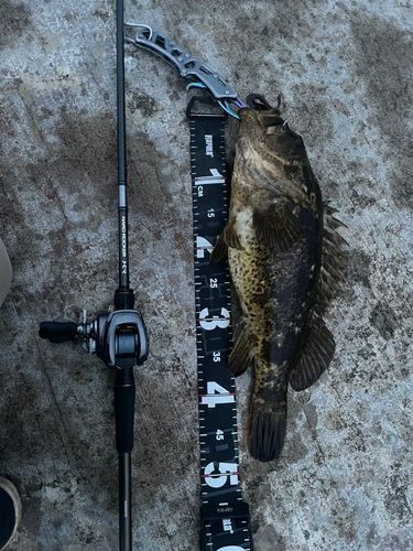 ベッコウゾイの釣果