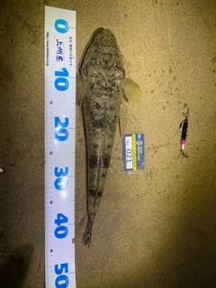 マゴチの釣果