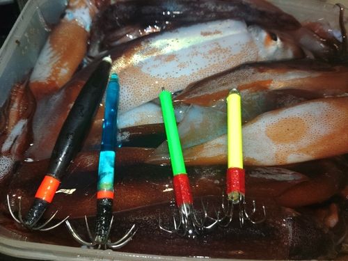 スルメイカの釣果