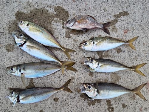 アジの釣果