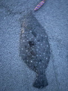ソゲの釣果