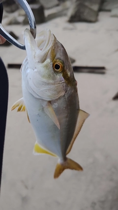 ショゴの釣果