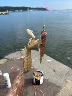 シャコの釣果