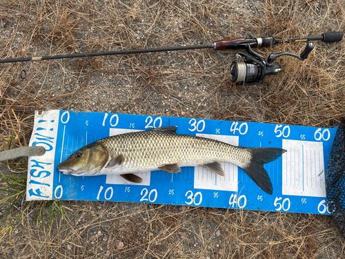 ニゴイの釣果