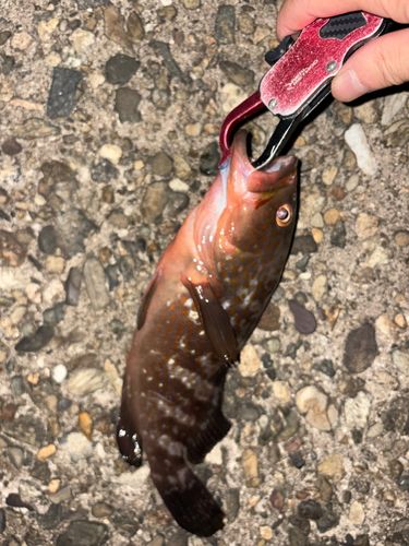 アコウの釣果