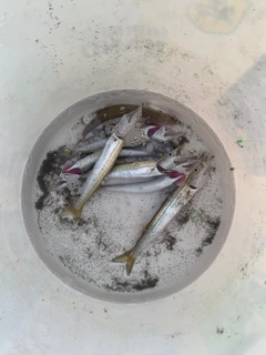 カマスの釣果