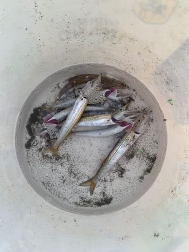 カマスの釣果