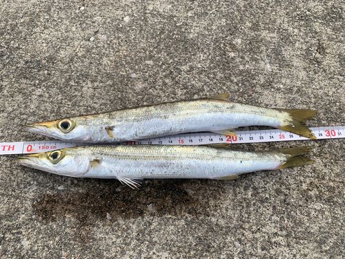 カマスの釣果