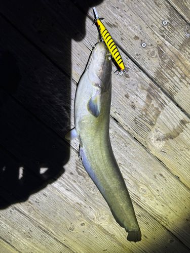 マナマズの釣果