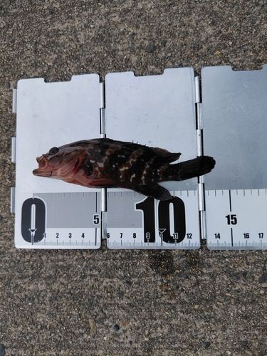 キジハタの釣果