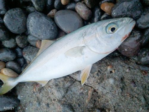ショッコの釣果