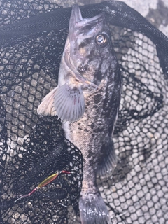 クロソイの釣果