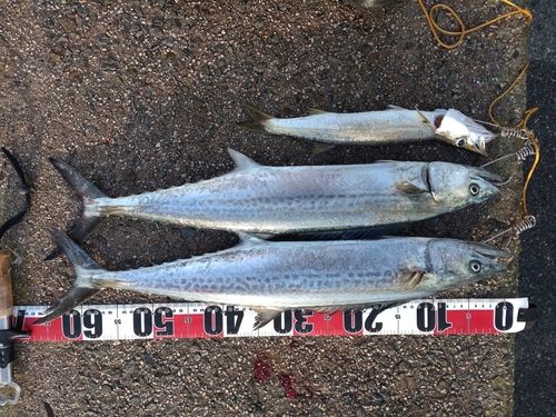 サゴシの釣果