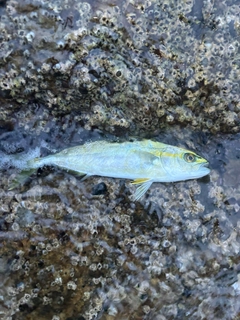 フクラギの釣果