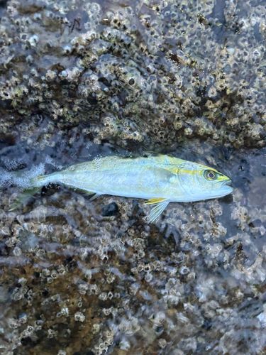 フクラギの釣果