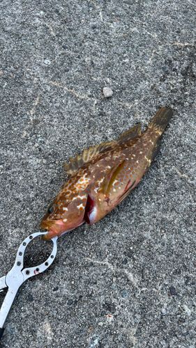 キジハタの釣果