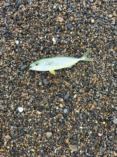 ワカシの釣果