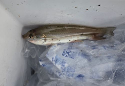 シロギスの釣果