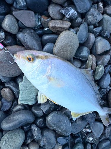 ショゴの釣果