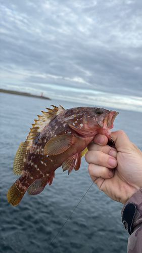 釣果