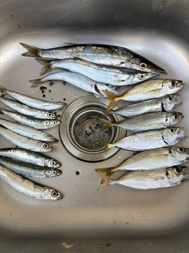 アジの釣果