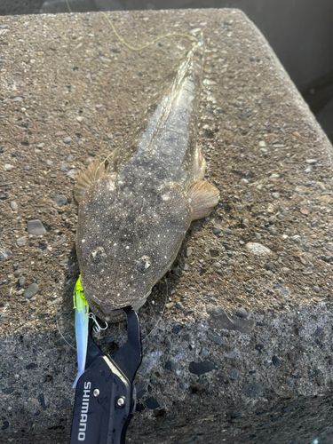 マゴチの釣果