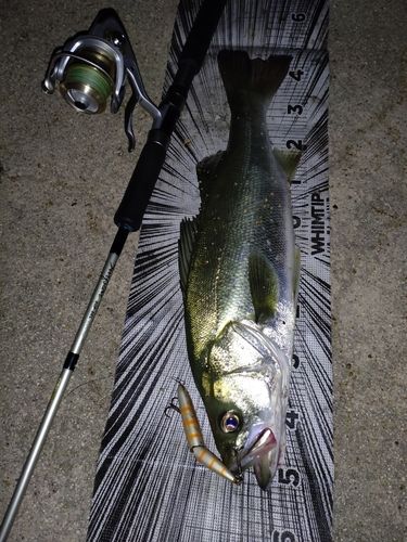 シーバスの釣果