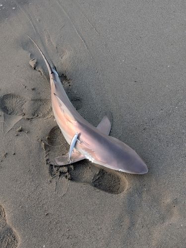 サメの釣果