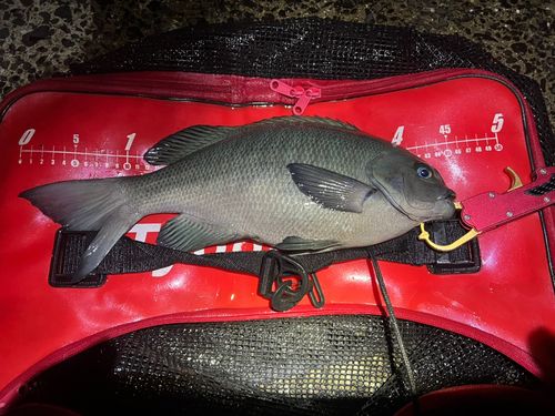 メジナの釣果
