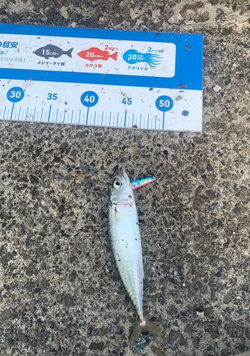 サバの釣果