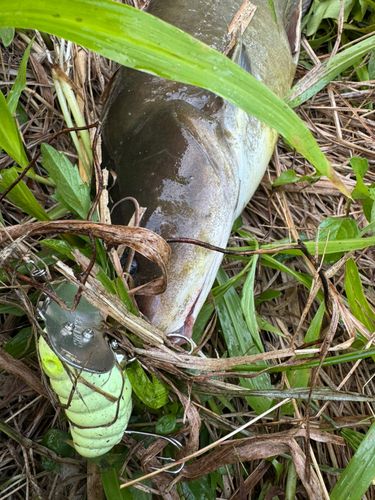 ナマズの釣果