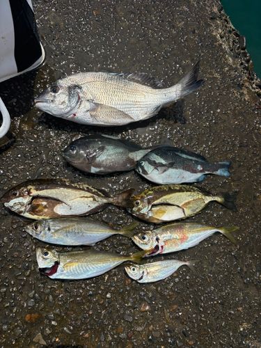 チヌの釣果