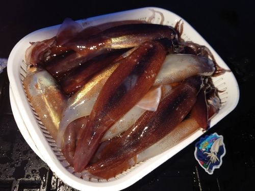 イカの釣果