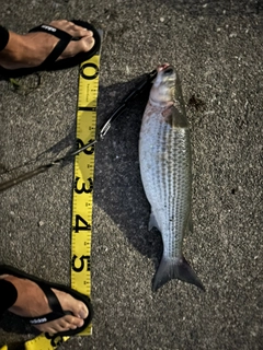 ボラの釣果