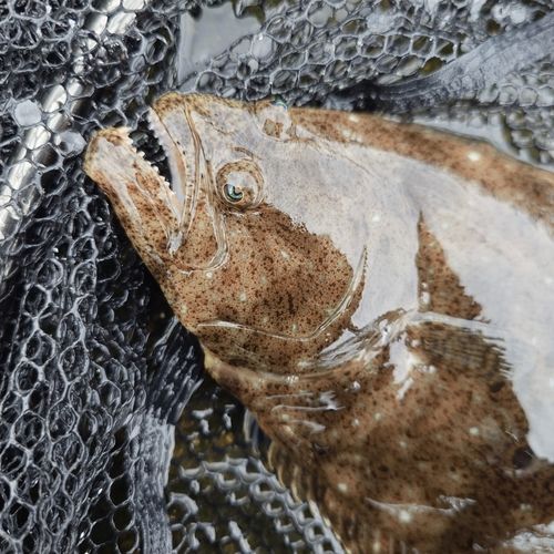 ヒラメの釣果